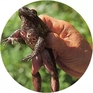 Quasipaa fasciculispina