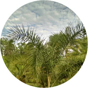 Queen palm - Plants