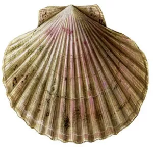 Queen scallop