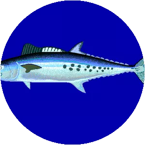 Queensland school mackerel
