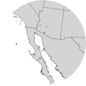 Quercus ajoensis - Plants