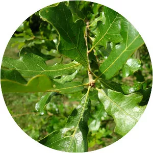 Quercus boyntonii - Plants