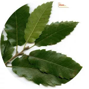 Quercus brantii - 