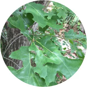 Quercus buckleyi
