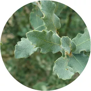 Quercus carmenensis - 