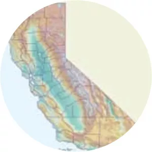 Quercus cedrosensis - Plants