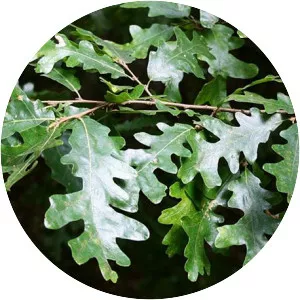 Quercus cerris