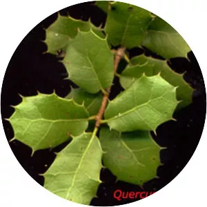 Quercus coccifera