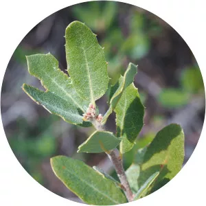 Quercus cornelius-mulleri