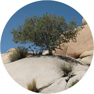 Quercus corneliusmulleri