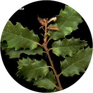 Quercus faginea