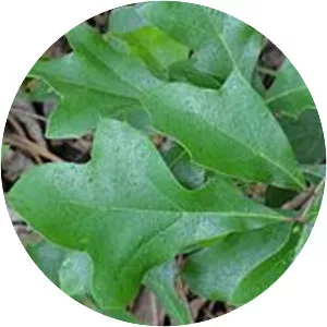 Quercus georgiana - Plants