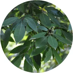 Quercus glauca - Plants