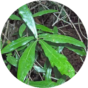 Quercus hemisphaerica