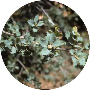 Quercus hinckleyi - Plants