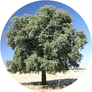 Quercus ilex - Plants