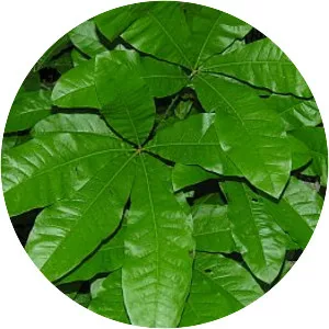 Quercus imbricaria - Plants