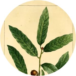 Quercus incana