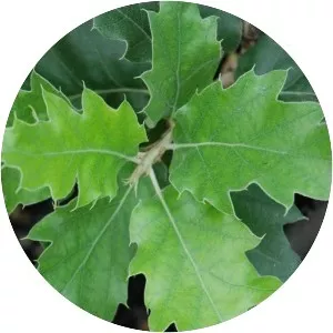 Quercus ithaburensis