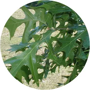 Quercus laevis - Plants