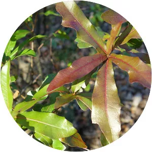 Quercus laurifolia
