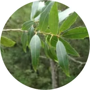 Quercus laurina - Plants