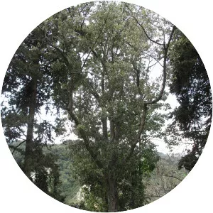 Quercus leucotrichophora