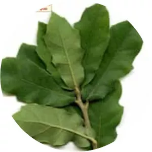 Quercus mohriana - Plants