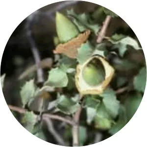 Quercus palmeri (Haç Meşesi)