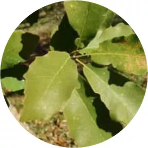 Quercus polymorpha