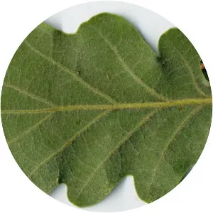 Quercus pubescens