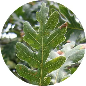 Quercus pyrenaica - Plants