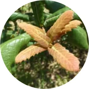 Quercus rugosa - Plants