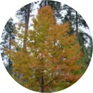 Quercus shumardii - Plants