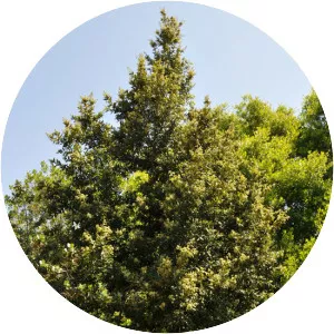 Quercus tomentella - Plants