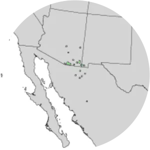 Quercus toumeyi - Plants