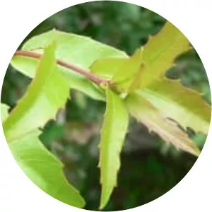 Quercus vaseyana - 