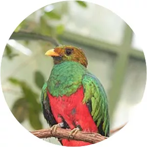 Quetzal
