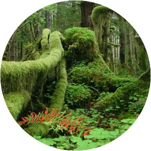 Quinault Rainforest - 