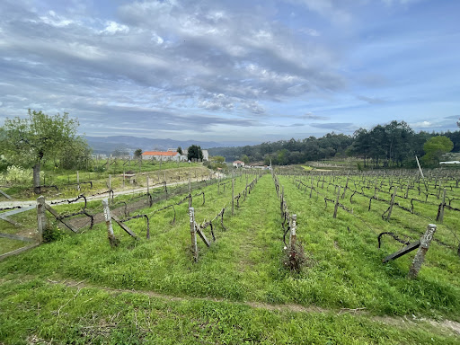 Quinta da Palmirinha - Farm in Borba de Godim, Portugal