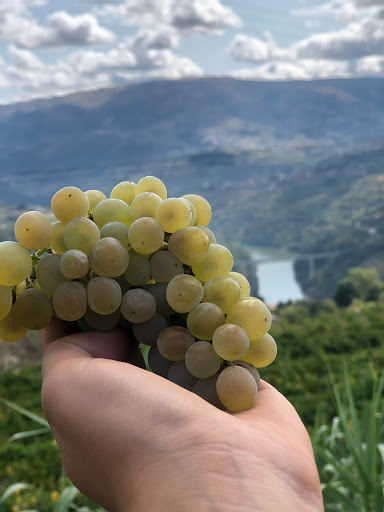 Quinta do Corgo - Farm in Portugal