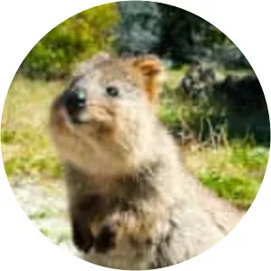 Quokka