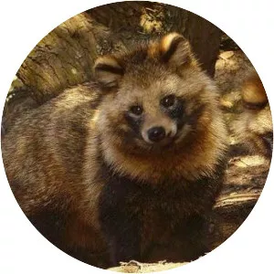 Raccoon dog