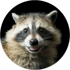 Raccoon