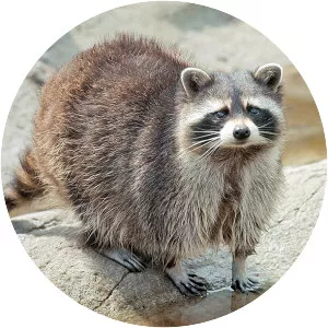 Raccoons
