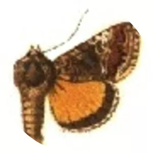 Rachiplusia