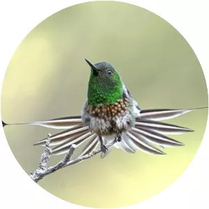 Racket-tailed coquette - Bird