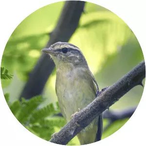 Radde's warbler