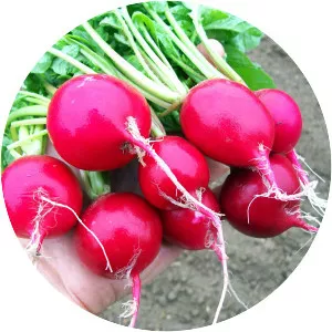Radish