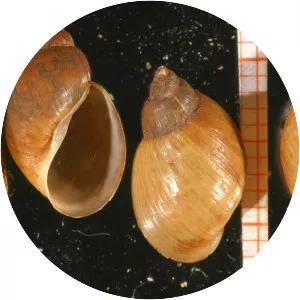 Radix peregra - Animal